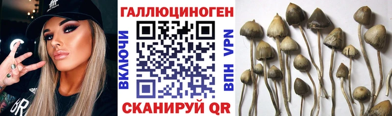 Псилоцибиновые грибы MAGIC MUSHROOMS Горно-Алтайск